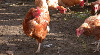 Confirman un caso de influenza aviar