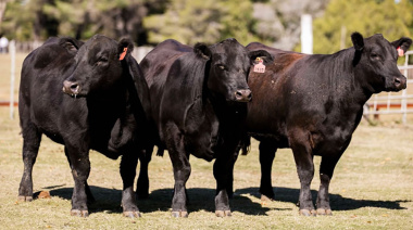La genética bovina argentina ingresa al mercado de Panamá