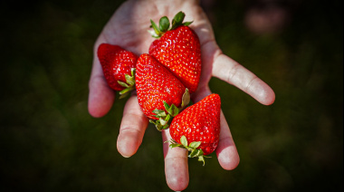 “En cantidad y calidad, la provincia de Buenos Aires es la principal productora de frutillas del país”
