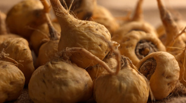 Flores comestibles y maca andina se incorporan al Código Alimentario Argentino