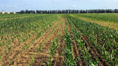 El Senasa simplifica la normativa para autorizar productos fitosanitarios