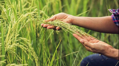 Se deteriora el poder de compra de los productores: el arroz, el más afectado por la suba de la urea y la baja de los granos