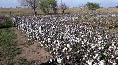 La producción algodonera atravesó ‘el peor año’