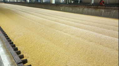 La industria cervecera espera una campaña de cebada récord y alerta por el cuidado en la poscosecha