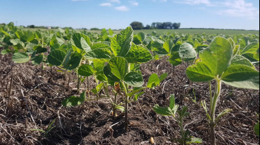 La siembra de soja ya cubrió más del 12% de la superficie proyectada