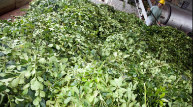 El Gobierno profundiza los cambios en el Instituto Nacional de la Yerba Mate