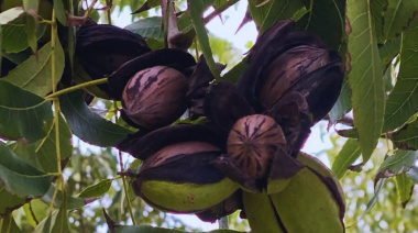Productores eligen la nuez pecán como alternativa productiva