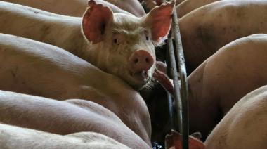 China impone aranceles a la carne de cerdo y reconfigura el comercio global