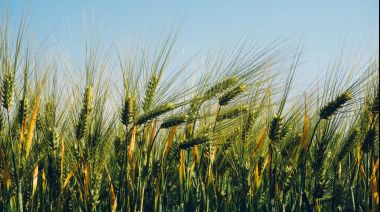El Sudeste bonaerense consolida una campaña de cebada “excelente”