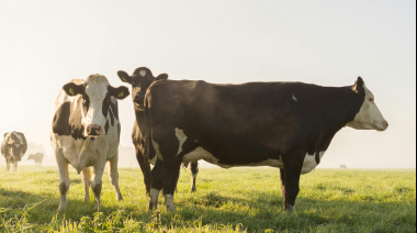 CRA rechazó el intento de imponer una "tasa al metano bovino" y advirtió por su impacto en la producción