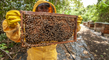 La actividad apícola mostró tendencias favorables