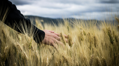 El trigo cordobés tracciona a toda la producción nacional del cereal