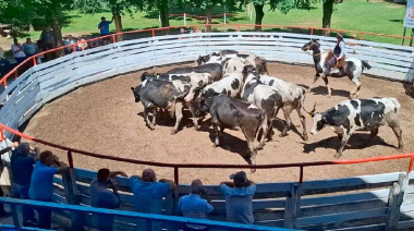 La vaquillona de tambo cierra 2025 con precios firmes