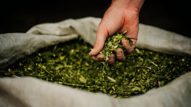 El Instituto Nacional de la Yerba Mate deroga normas históricas