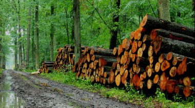 La Asociación Forestal Argentina (AFoA) cumple 80 años de liderazgo en la política forestal argentina