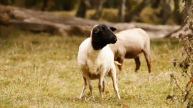 SENASA detectó por primera vez scrapie clásico en ovinos importados en Argentina
