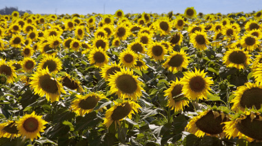 En el primer bimestre del año 10 complejos agroindustriales alcanzaron volúmenes récord de exportación