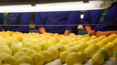 Las exportaciones de cítricos agrios crecieron 36% en valor y alcanzaron el récord de los últimos 20 años