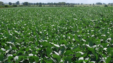 El Grupo GR invertirá 8 millones de dólares para producir y exportar soja no transgénica