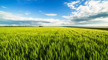 La producción mundial de cebada crece frente a la incertidumbre climática y la demora local
