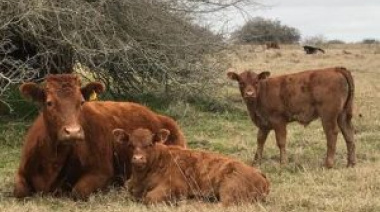 Científicos argentinos desarrollan una molécula artificial que reduce la bacteria Escherichia coli en bovinos