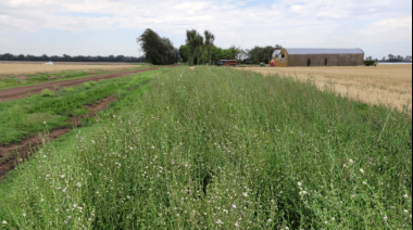 Los bordes con vegetación nativa mejoran el rinde agrícola y reducen el uso de agroquímicos