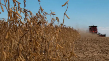 La cosecha de soja cubrió el 99% del área apta y consolida muy buenos rindes