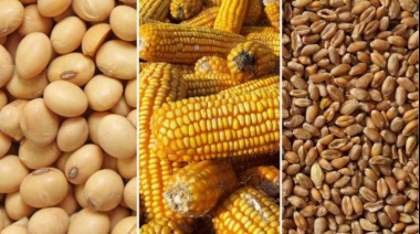 La soja y el maíz encuentran firmeza tras el USDA pero el trigo sigue relegado