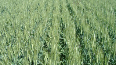 La siembra de trigo ingresa en su etapa final con óptimas condiciones de humedad