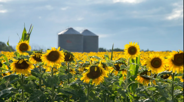 Proyectan tres millones de hectáreas de girasol para la campaña 2026/27