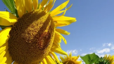 El girasol proyecta alcanzar nuevamente las 3 millones de hectáreas en la campaña 2026/27
