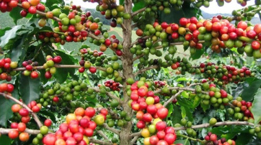 El norte argentino impulsa la producción de café de especialidad para diversificar sus economías regionales
