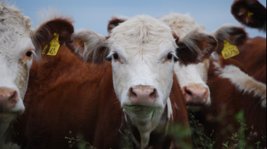 El SENASA incorpora una prueba rápida en leche para reforzar el diagnóstico de brucelosis bovina