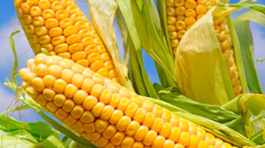La actividad de la cadena agropecuaria alcanzó un nuevo récord histórico durante junio