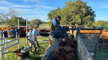 Ruralistas rechazaron el nuevo sistema de trazabilidad veterinaria implementado por el Senasa