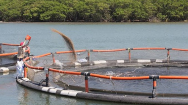 Soja certificada: afirman que la producción argentina es clave para la acuicultura sustentable en Chile