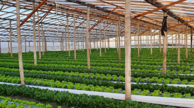 Productores del Cordón frutihortícola de La Plata denuncian una situación crítica