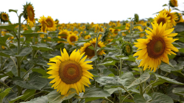 Más de la mitad de las exportaciones argentinas son del agro: el girasol y la yerba las sorpresas