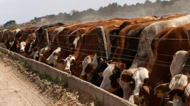 El SENASA simplificó la inscripción de feedlots y eliminó trámites ambientales y de uso de suelo