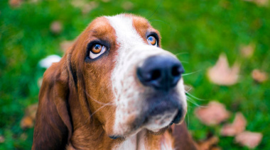 Si tenés un perro salchicha te esperan en Dolores: de qué se trata el Encuentro Salchichero
