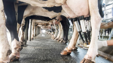 Récord de exportaciones lácteas: crecieron 18% en valor y repunta el consumo en el mercado interno