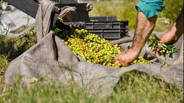 Impulsan beneficios fiscales y créditos para extender la producción de olivos en el sudoeste bonaerense