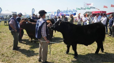 Comienza la Semana Angus de Primavera en Cañuelas con más de 60.000 cabezas a remate