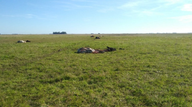 “Voy a seguir”: mataron 29 animales en dos noches en un campo de Olavarría