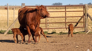 Una vaca tuvo trillizos de forma natural: se da un caso cada 100 mil partos