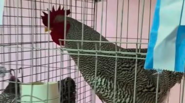 Pagaron más de $3 millones por un gallo en Bolívar y rompió un récord nacional