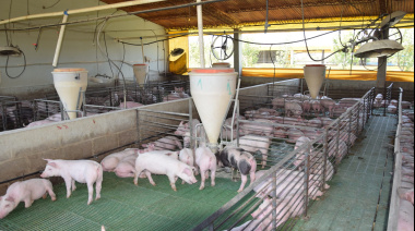 Crecen la producción y el consumo de carne porcina en la Argentina