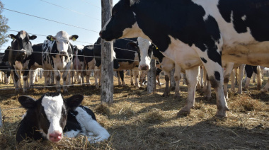 La producción y el consumo de leche crecieron por arriba del 4% en los primeros 8 meses del año
