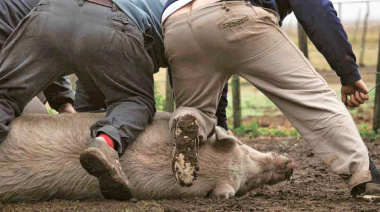 Tragedia en un campo de Madariaga: ayudaba a carnear un chancho y su amigo lo mató por accidente