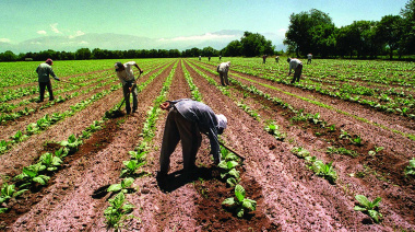 Actualizan el sueldo de los trabajadores rurales: cuánto cobra un peón en octubre